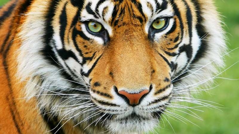 Tiger_1  H x W: