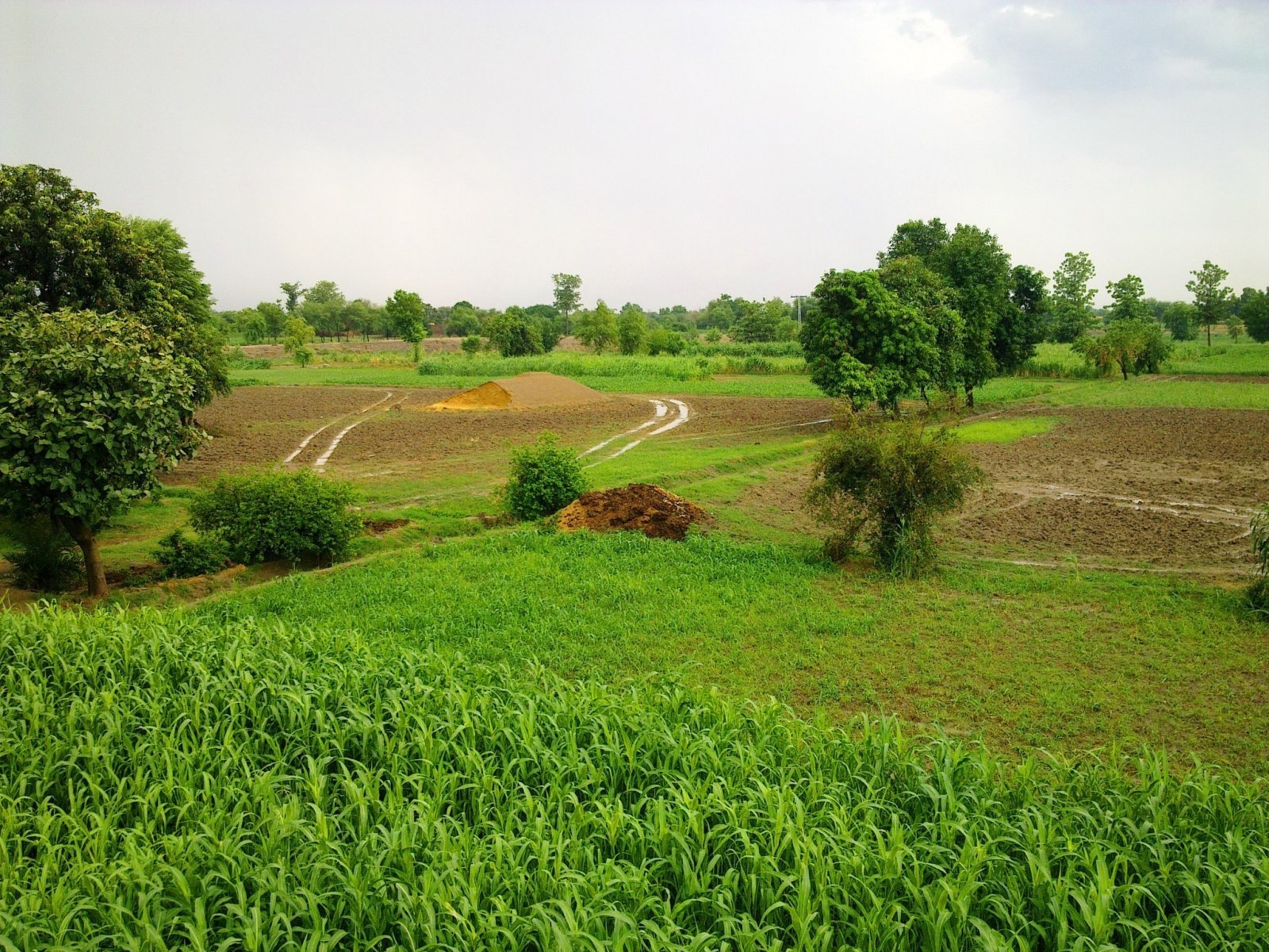 hariyali 